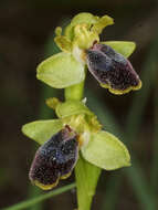 Image of Ophrys fusca subsp. cinereophila (Paulus & Gack) Faurh.