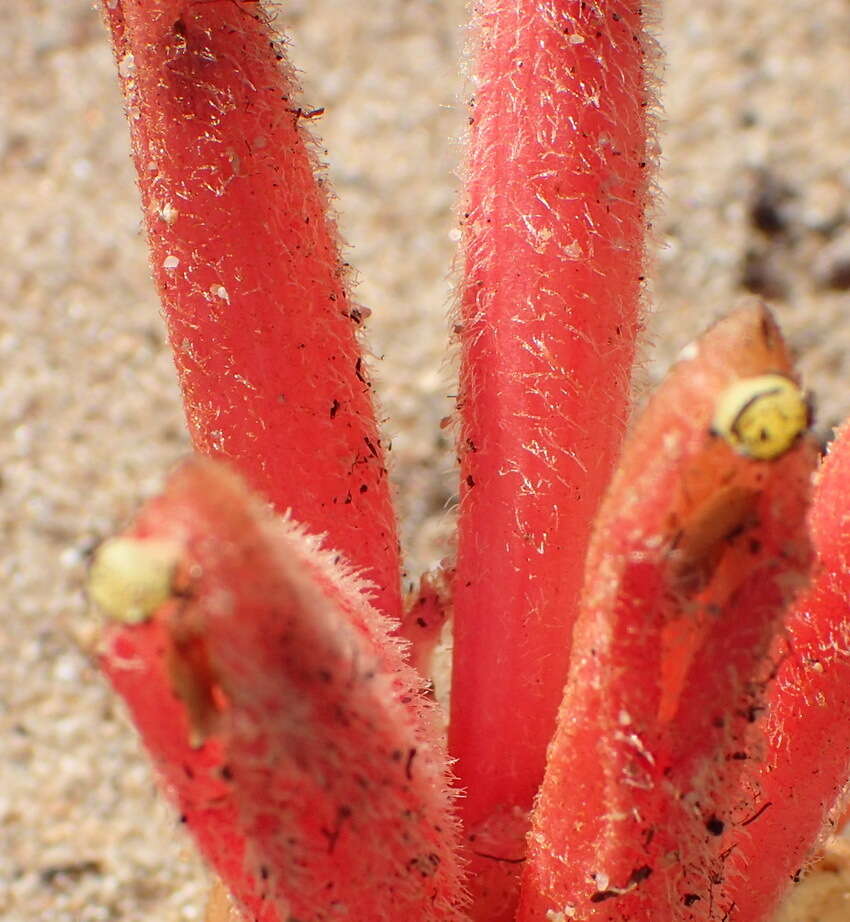 Image of Hyobanche glabrata Hiern