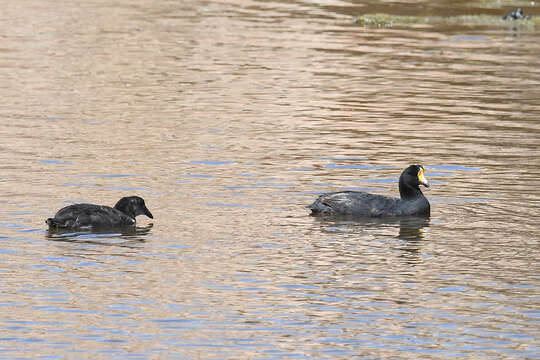 Image of Giant Coot