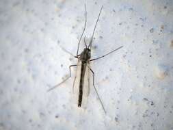 Image of Chironomidae