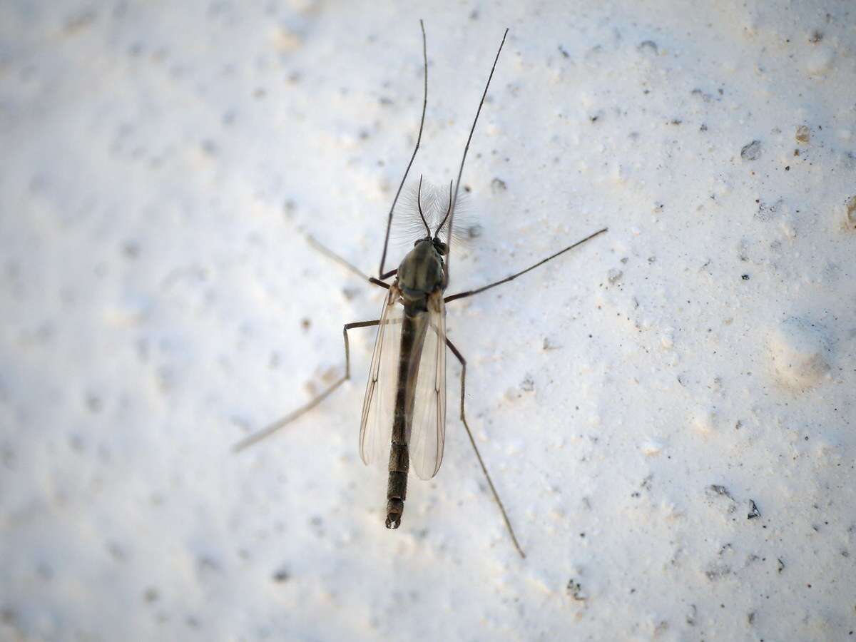 Image of Chironomidae