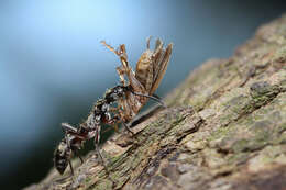 Image of Neoponera villosa (Fabricius 1804)