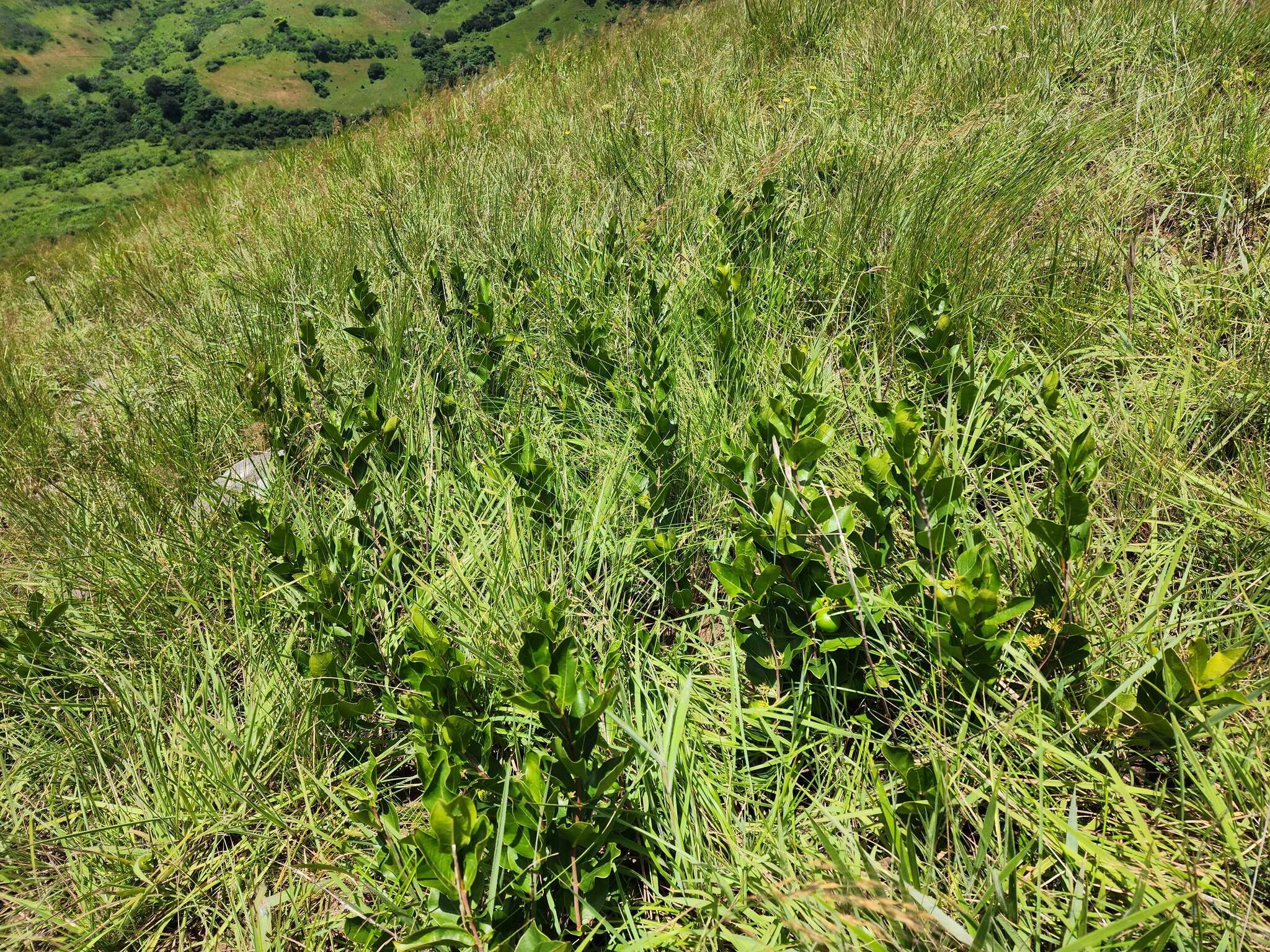 Plancia ëd Vangueria venosa (Hochst.) Sond.