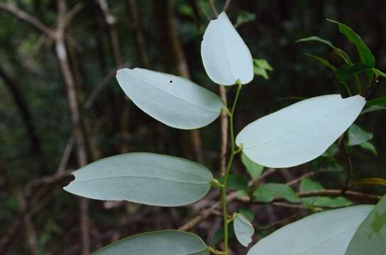 Image of Smilax corbularia Kunth