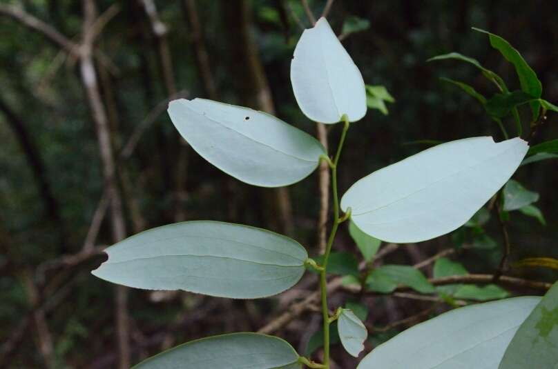 Smilax corbularia Kunth resmi