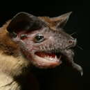 Image of Peters' Wrinkle-lipped Bat