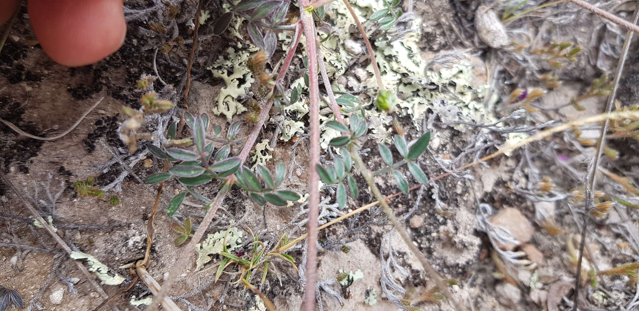 Image de Dalea sericea Lag.