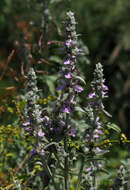 Image of Stachys viticina Boiss.