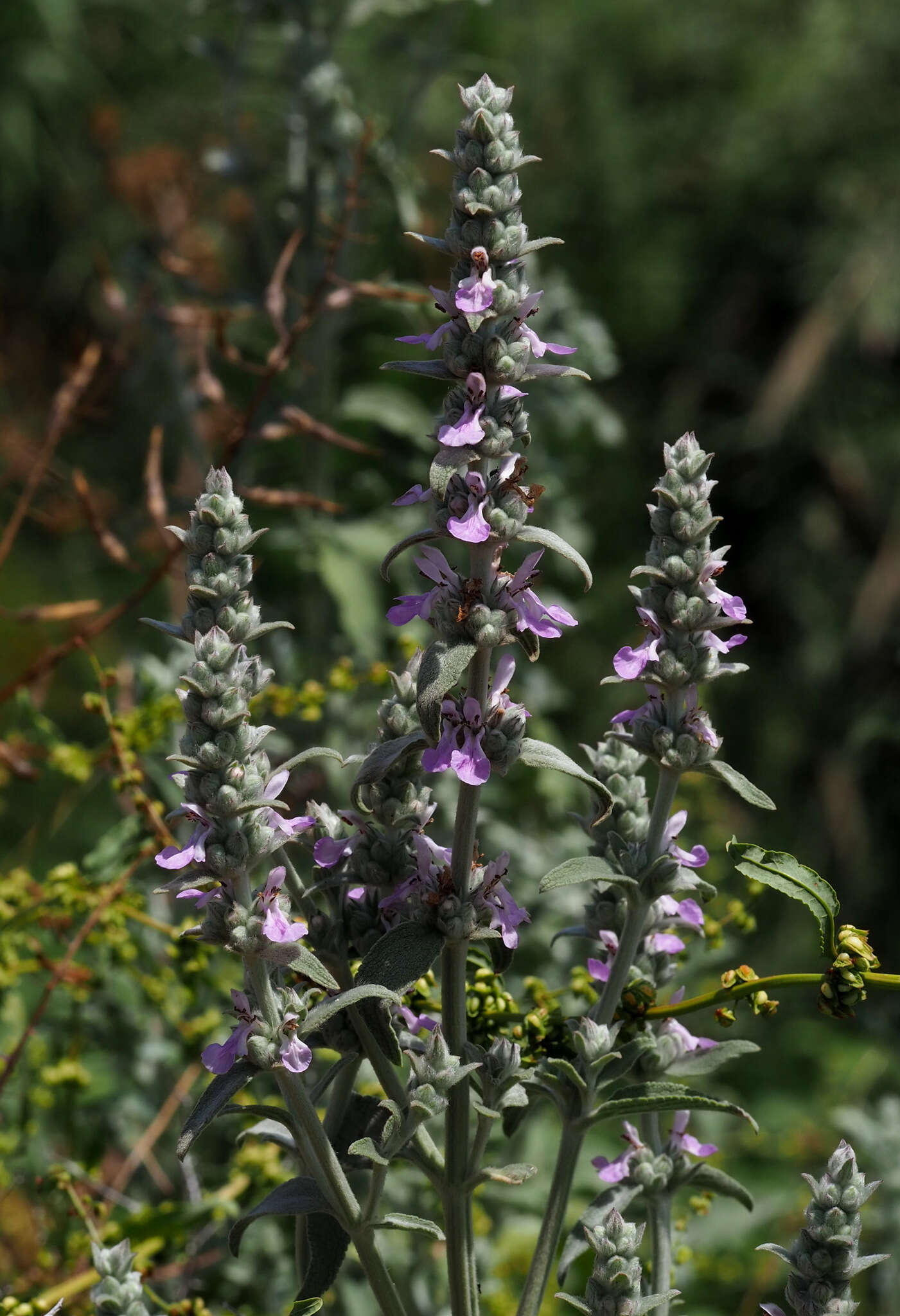 Image of Stachys viticina Boiss.