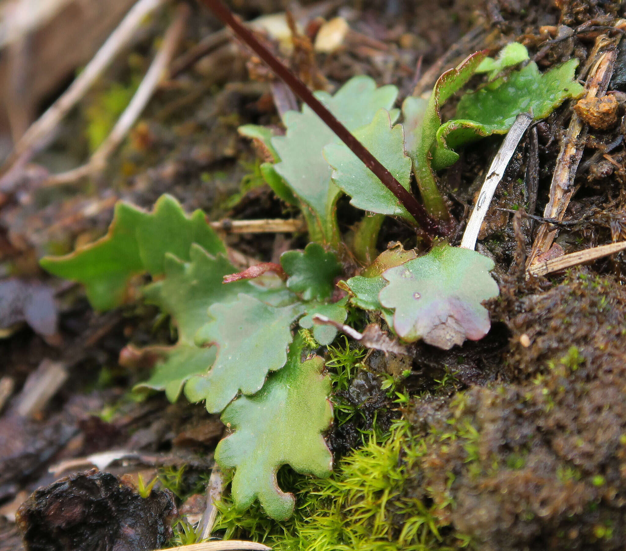 Image of Howell's Pseudosaxifrage