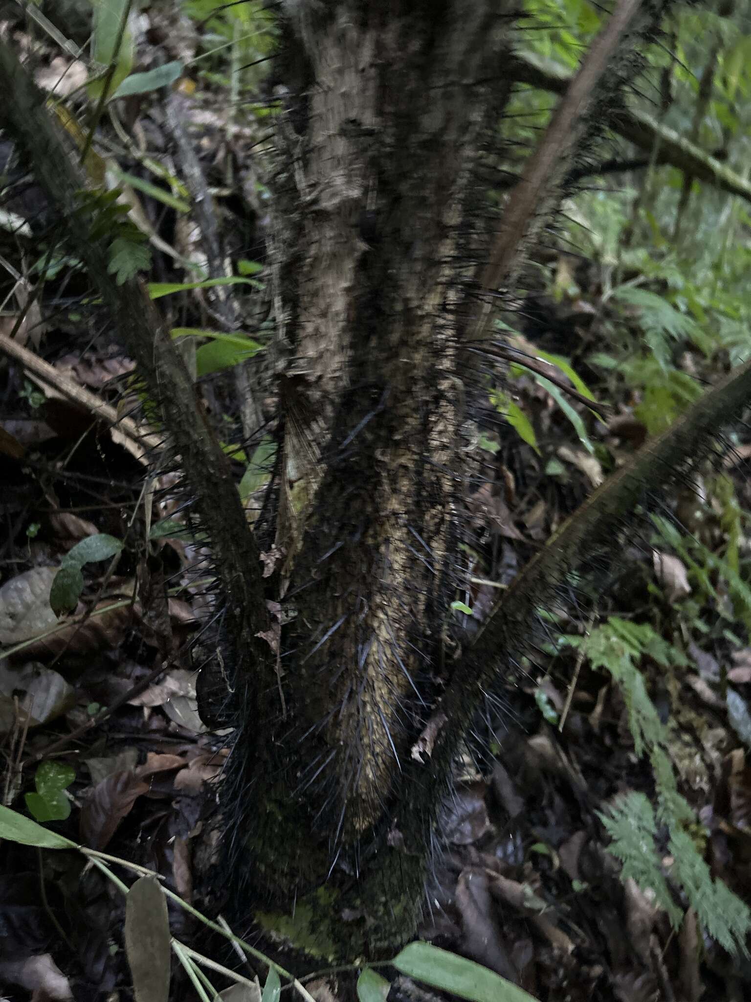 Sivun Aiphanes acanthophylla (Mart.) Burret kuva