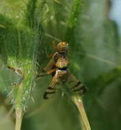 Image of Urophora stylata (Fabricius 1775)