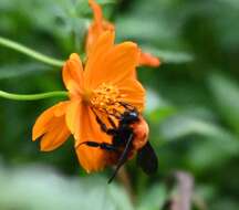 Image of Bombus atripes Smith 1852