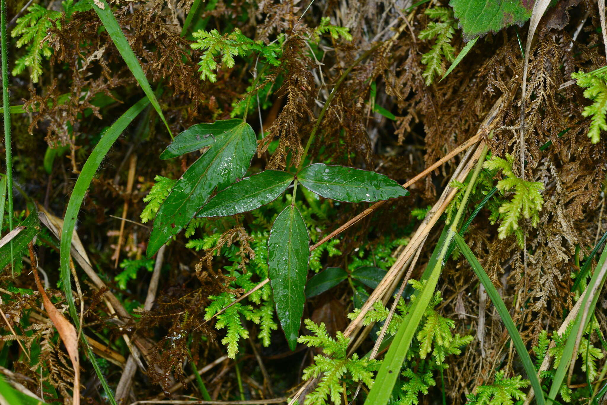 صورة Angelica tarokoensis Hayata