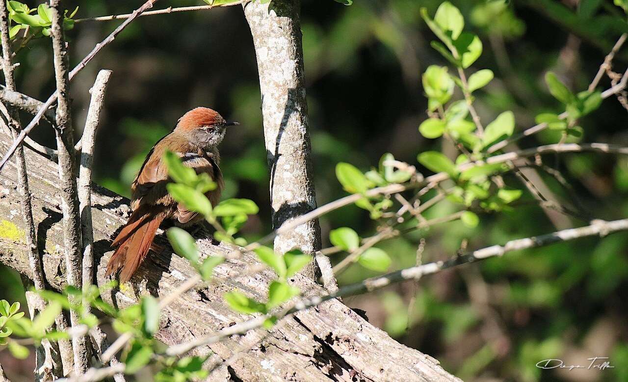 Image of Sooty-fronted Spinetail