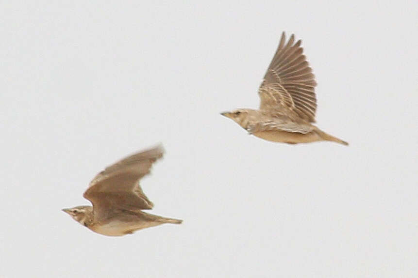 Image of Bimaculated Lark