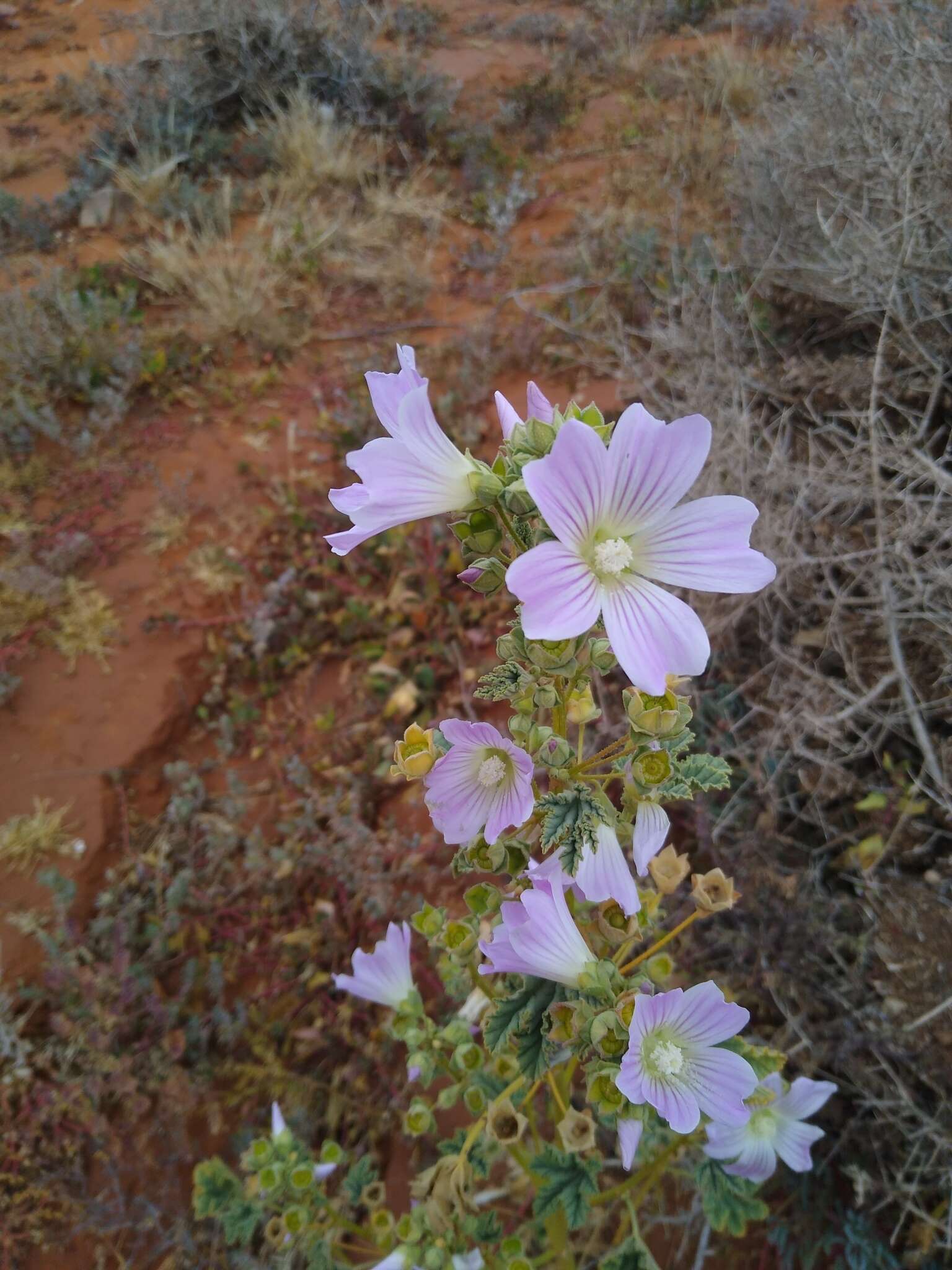 Image of Malva australiana M. F. Ray