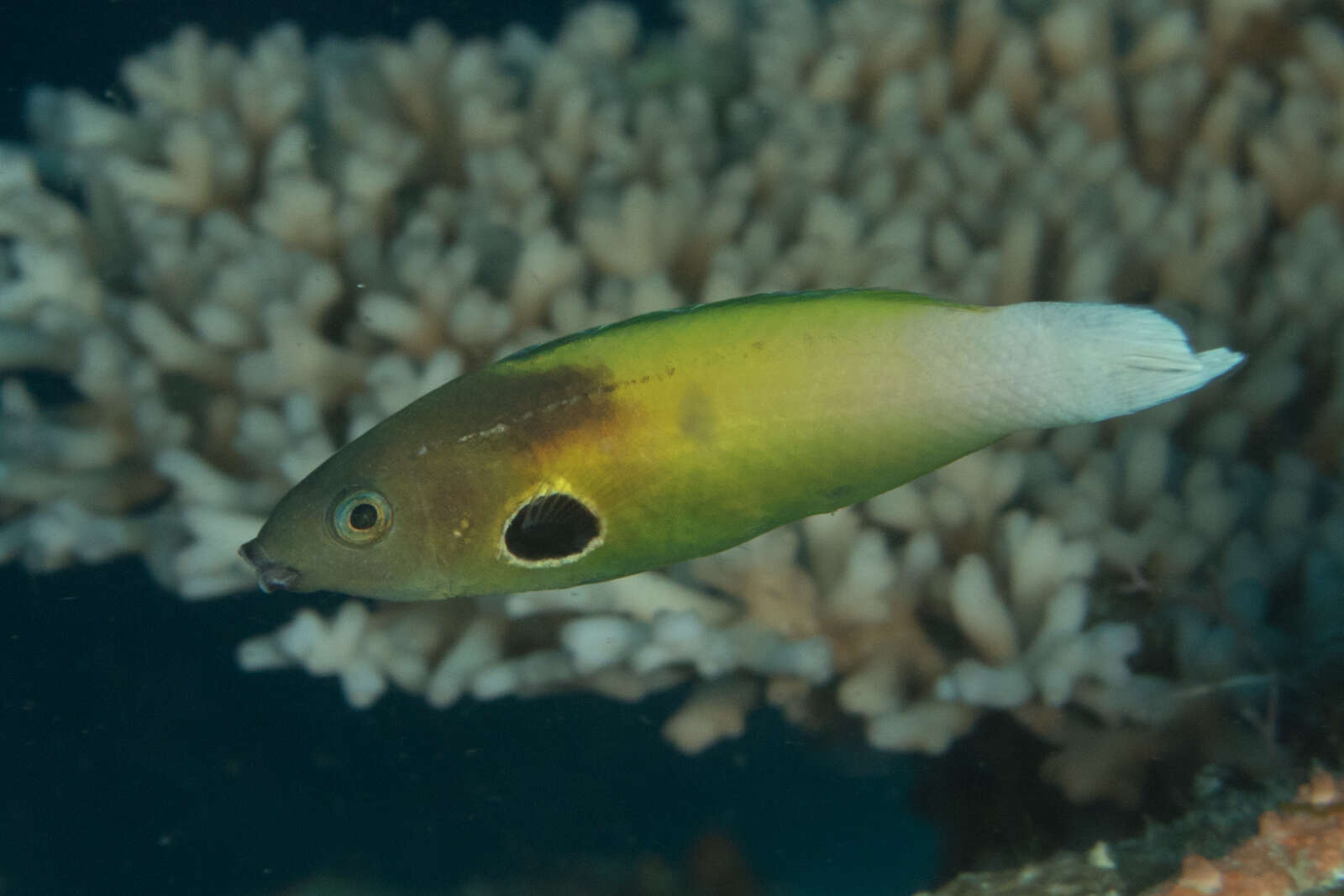 Image of Allen's tubelip wrasse