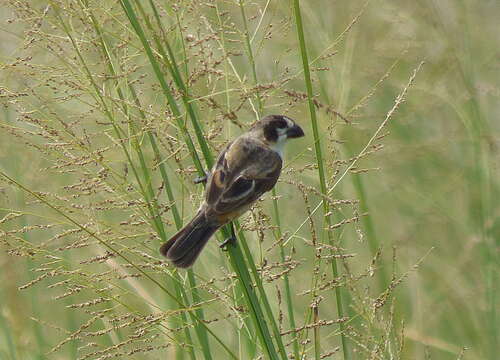 Image of Rusty-collared Seedeater