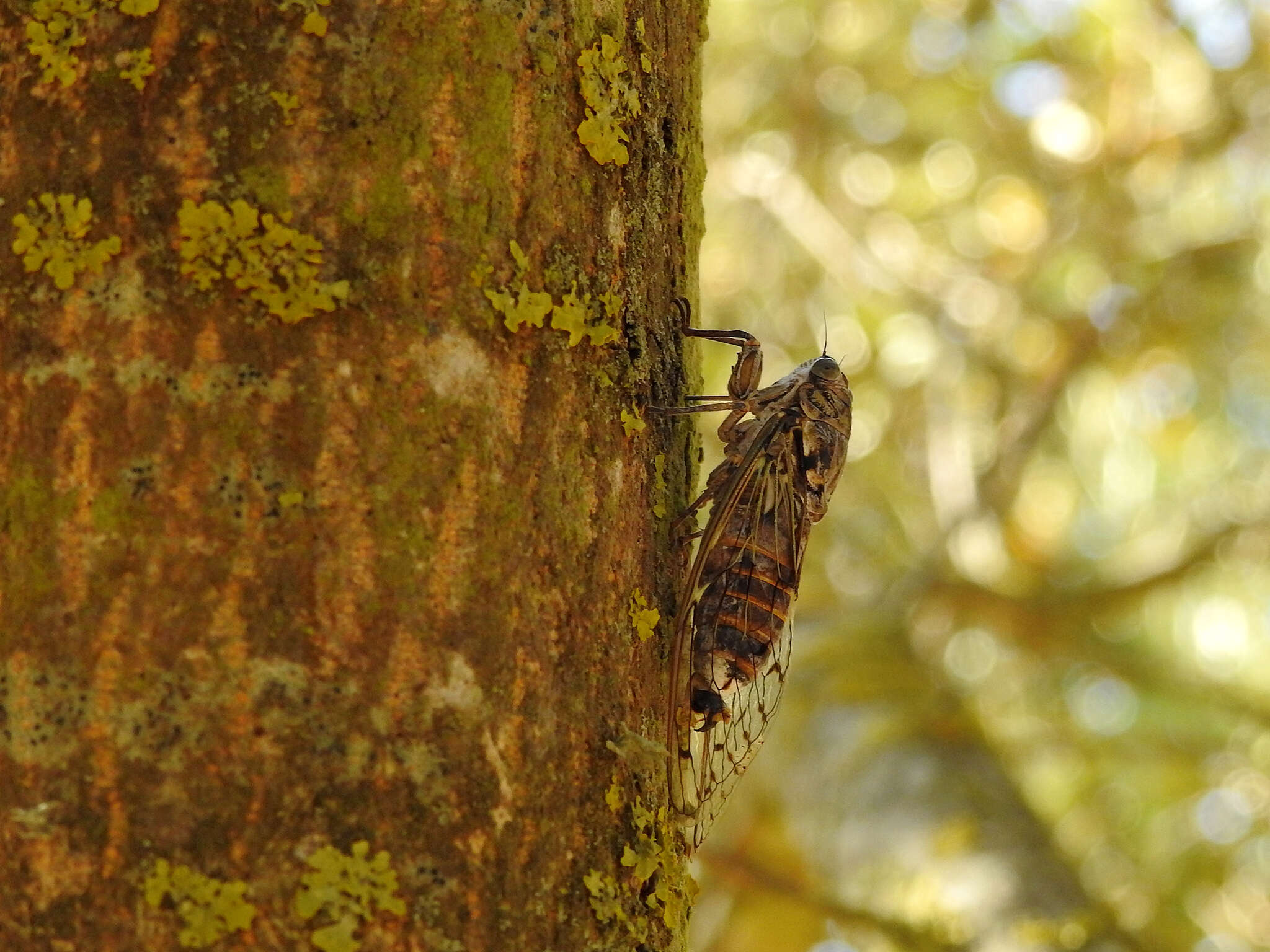 Image of Cicada orni Linnaeus 1758