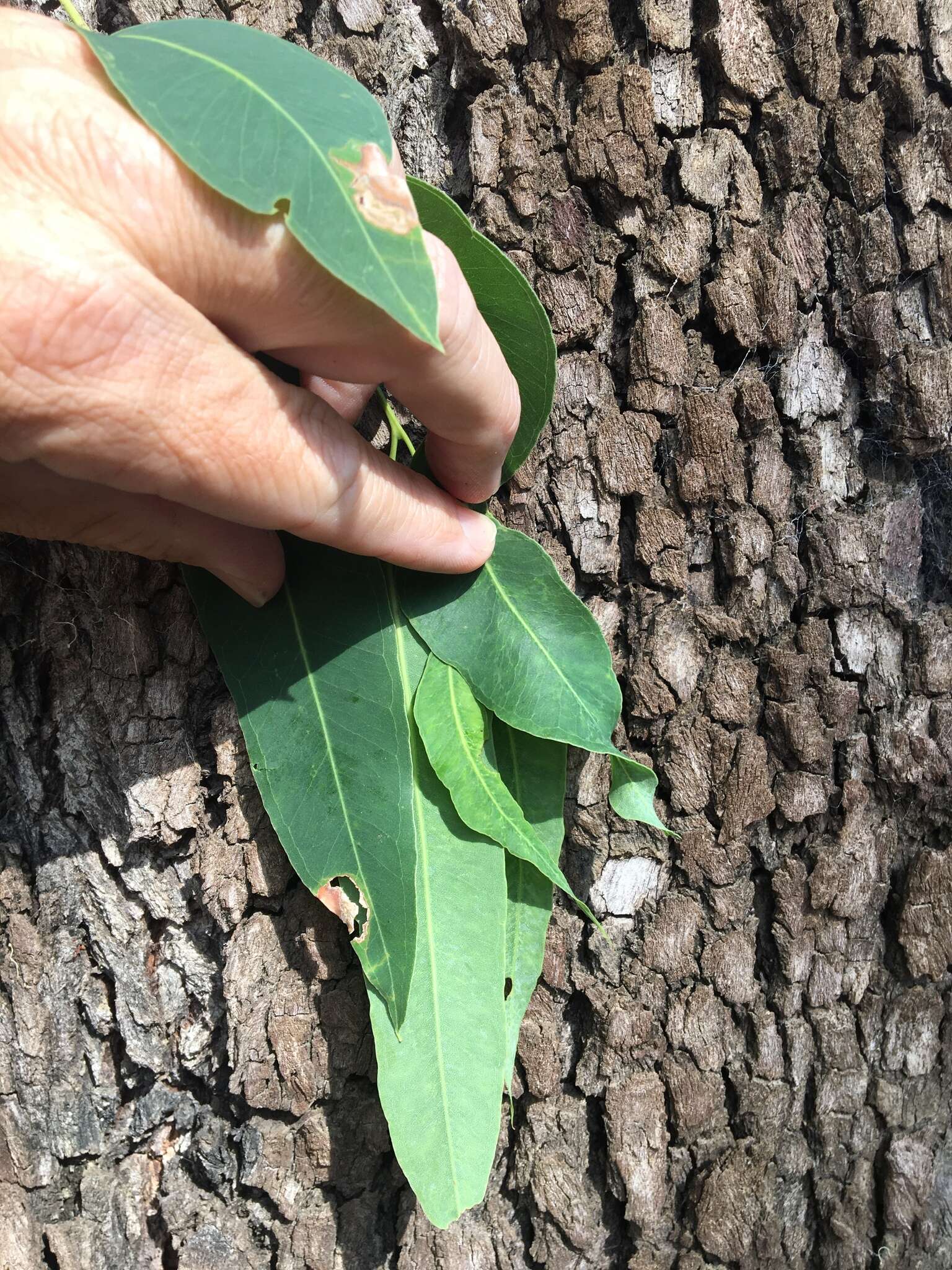 صورة Eucalyptus raveretiana F. Müll.