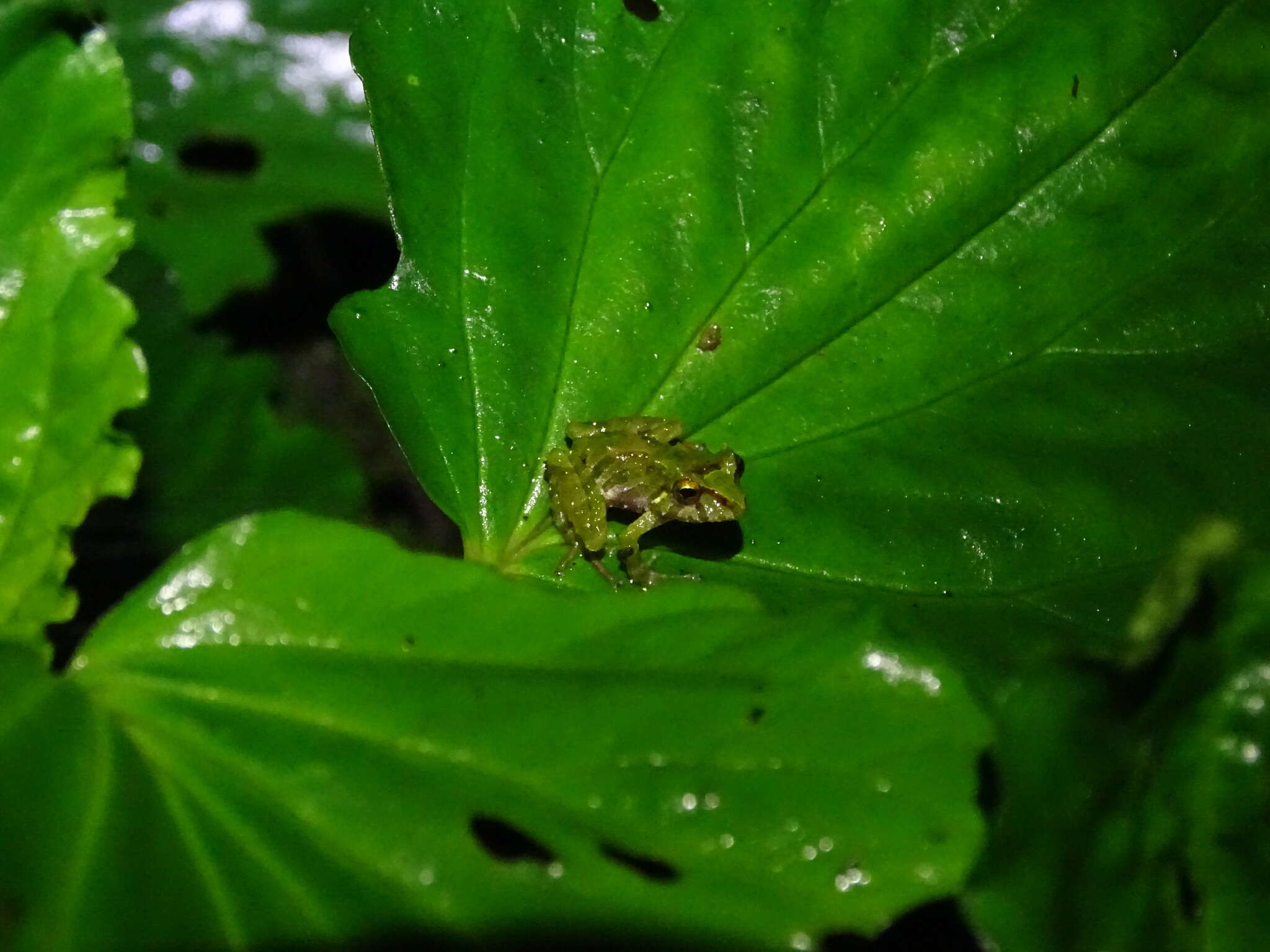 Image of Llanganates Rain Frog; Cutin de los Llanganates