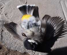 Image of White-eared Bulbul