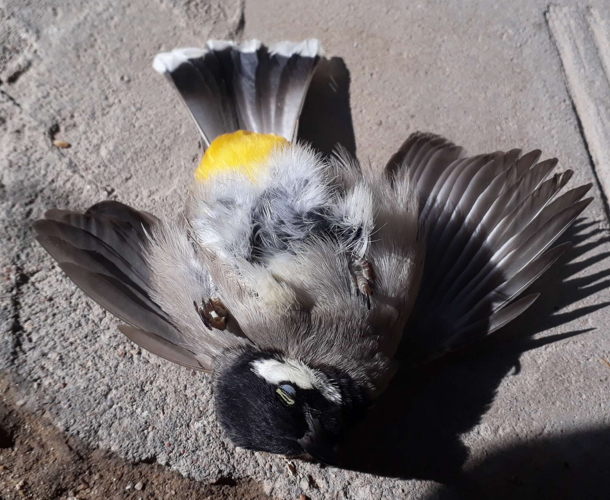 Image of White-eared Bulbul