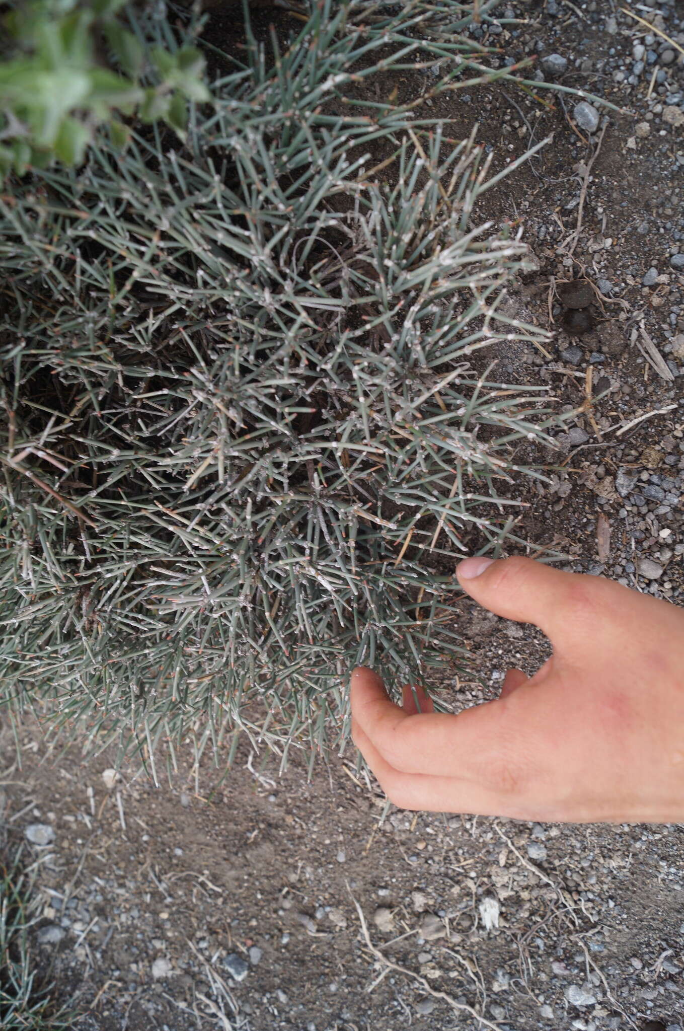 Image of Ephedra compacta Rose