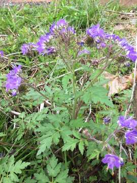 Phacelia bipinnatifida Michx. resmi