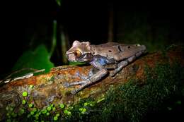 Image of Coronated Treefrog