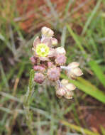 Image of Aspidoglossum glanduliferum (Schltr.) F. K. Kupicha