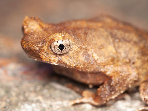 Image de Megophrys brachykolos Inger & Romer 1961