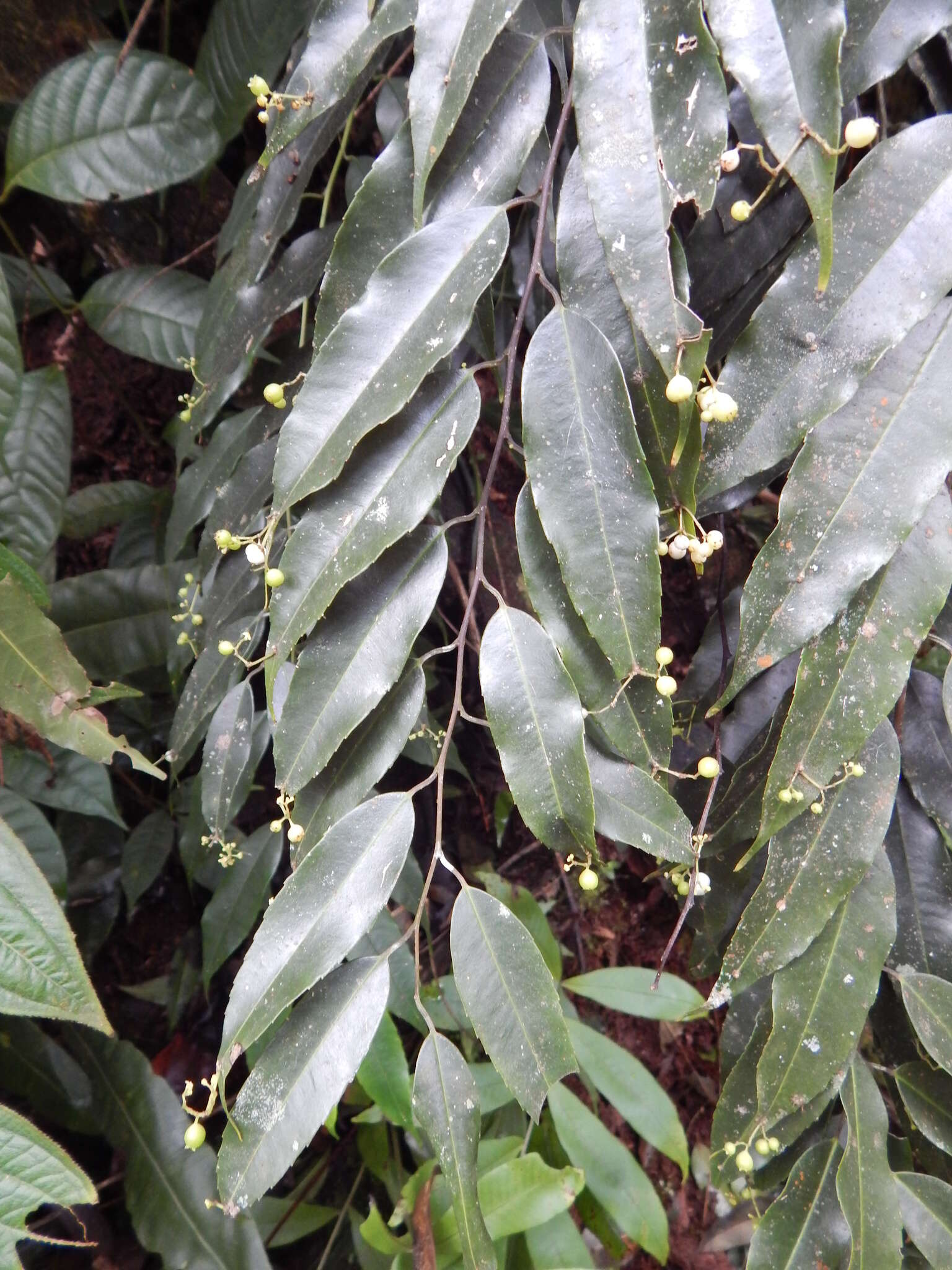 Sivun Phyllonoma ruscifolia Willd. ex Schult. kuva