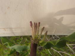 Image of pineland milkweed