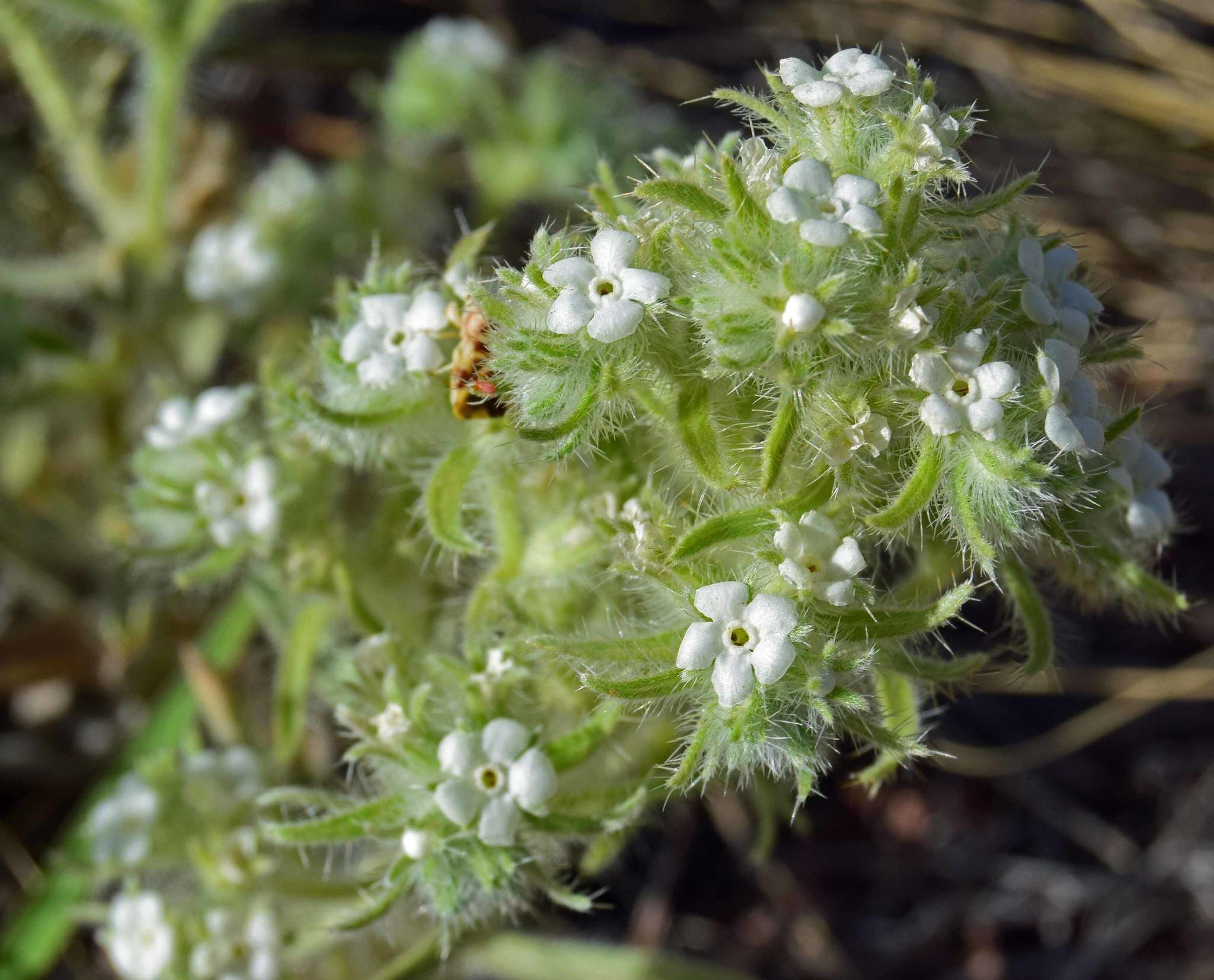 Image de Oreocarya thyrsiflora Greene