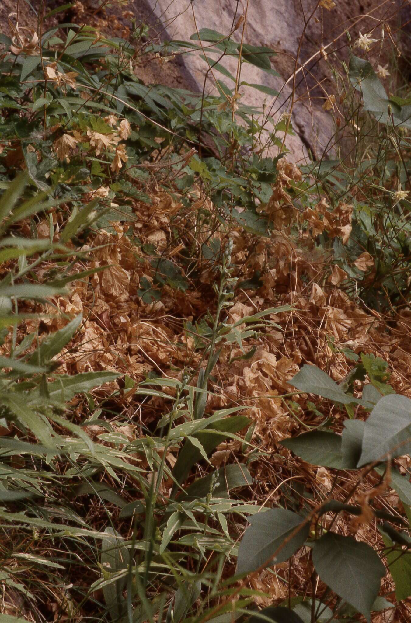 Image of Alcove Bog Orchid