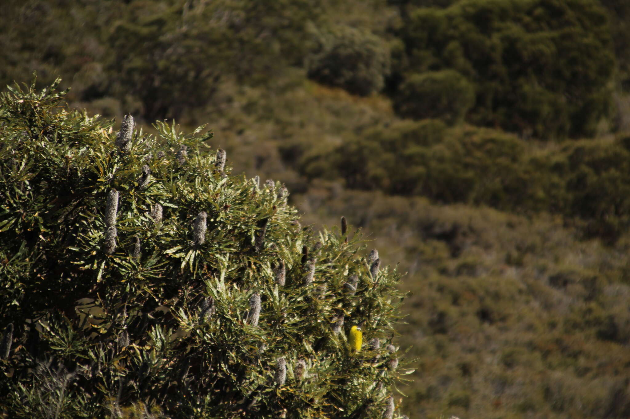 Plancia ëd Banksia attenuata R. Br.