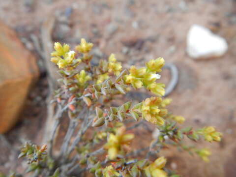 Image of Crassula muricata Thunb.