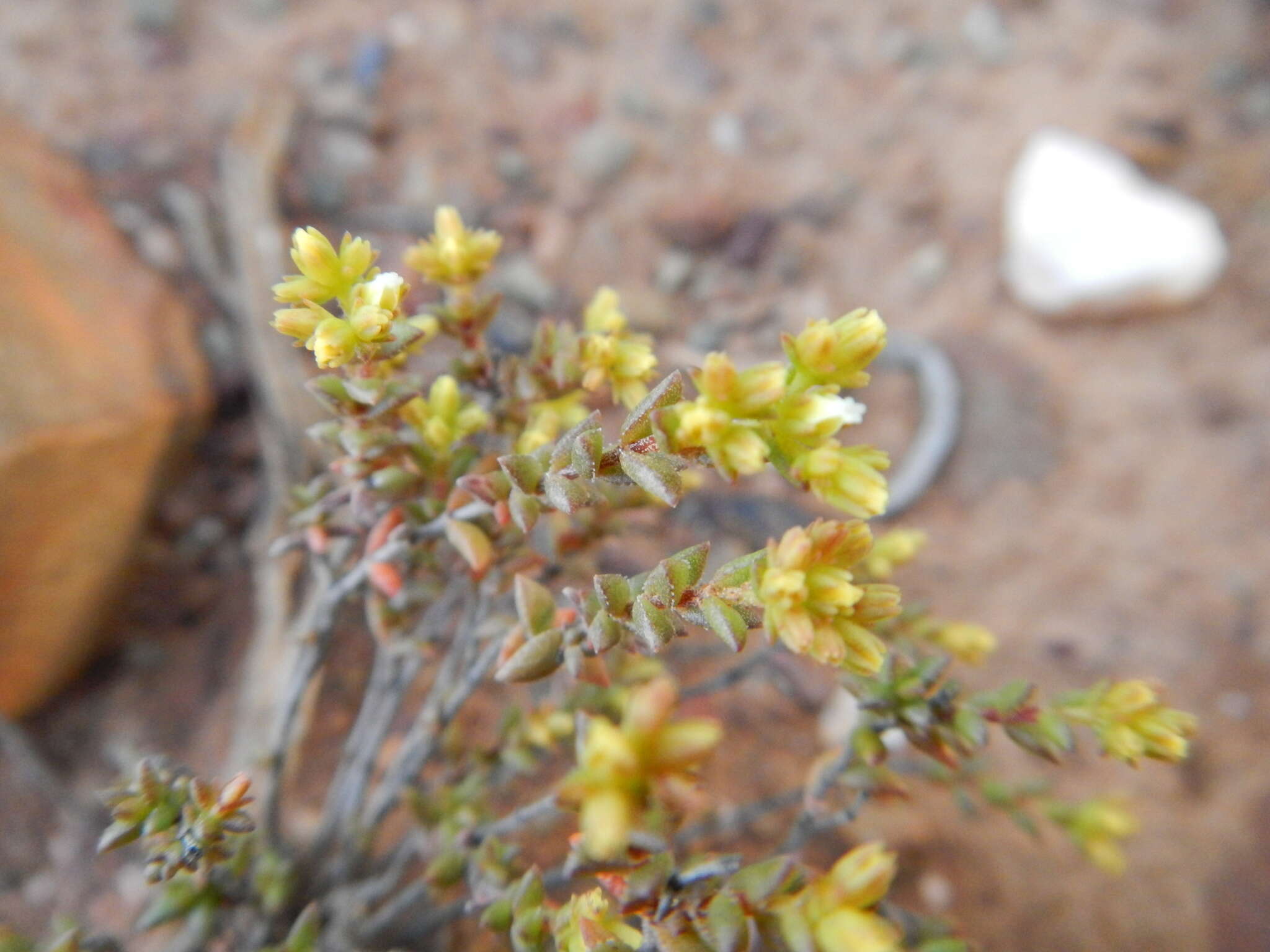 Crassula muricata Thunb. resmi