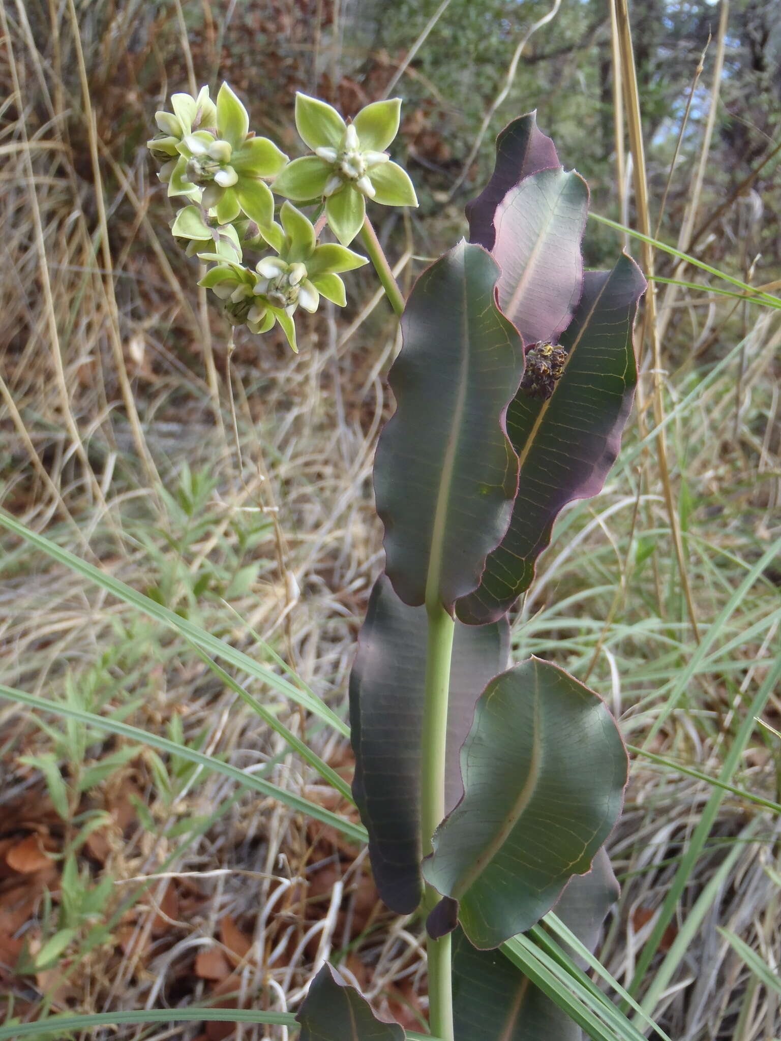 Image of Asclepias elata Benth.