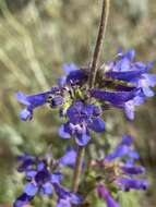 Image of sulphur penstemon