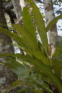 Image of long strapfern