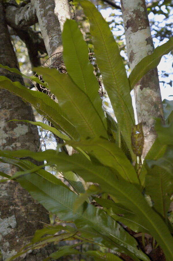 Image of long strapfern