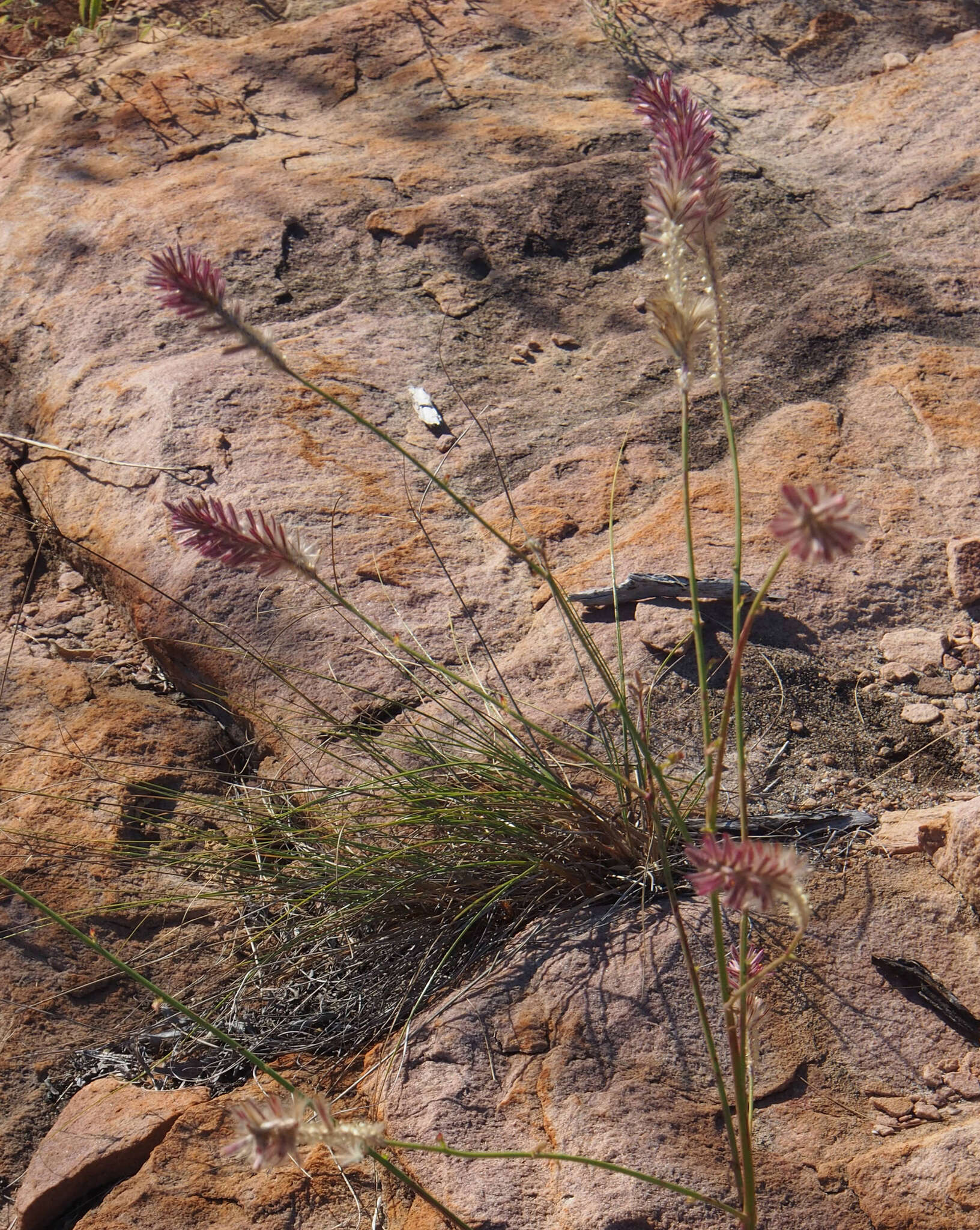 Image of Ptilotus giganteus (A. Cunn. ex Moq.) R. W. Davis & R. Butcher