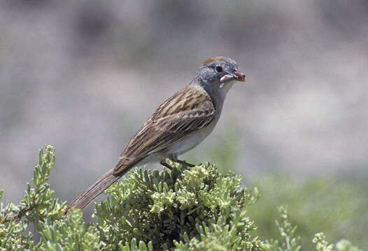 Image of Worthen's Sparrow