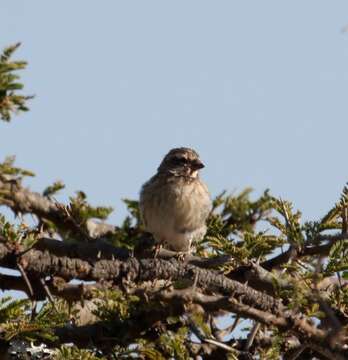 Image of Reichenow's Seedeater