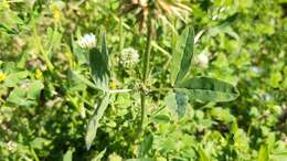 Image of Trifolium squarrosum L.