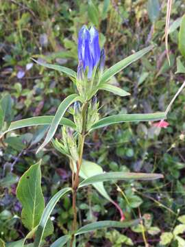 Imagem de Gentiana linearis Froel.