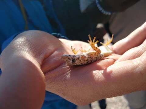 Image of Namib Day Gecko